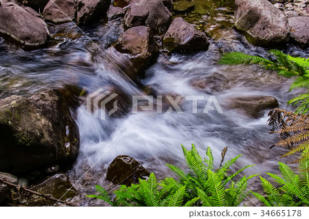 Liffey Falls State Reserve of Tasmania, Australia. 34665178