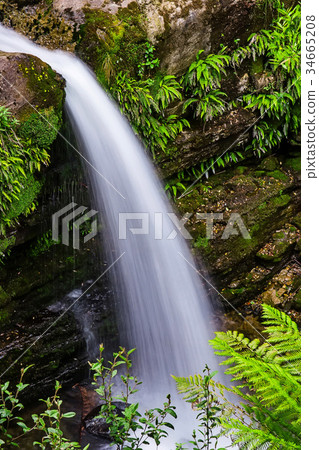 Liffey Falls State Reserve of Tasmania, Australia. 34665208