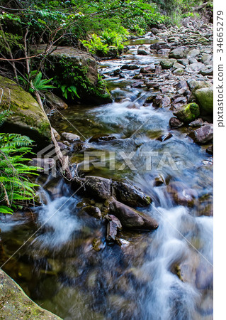 Liffey Falls State Reserve of Tasmania, Australia. Liffey Falls State Reserve of Tasmania, Australia. 34665279