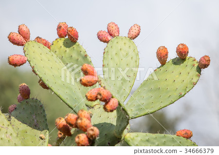 Prickly pear cactus close up with fruit 34666379