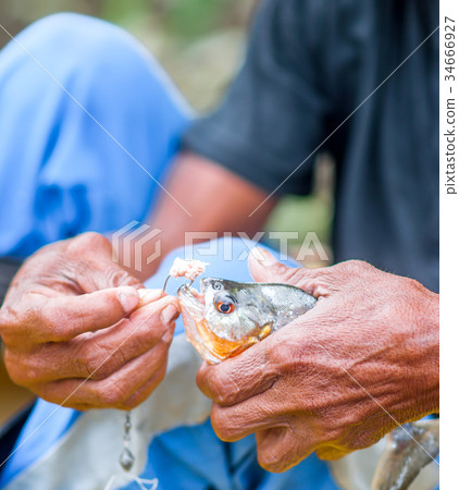 Local man shows piranha fished in Brazil Local man shows piranha fished in Brazil 34666927