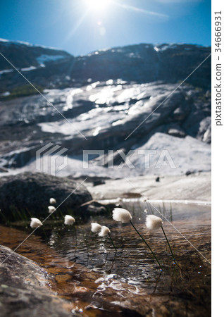 Blooming flowers by glacier lake in Norway 34666931