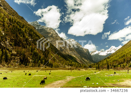Yaks in the tibetan mountains of China Yaks in the tibetan mountains of China 34667236