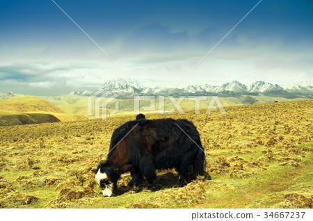 Yaks in the tibetan mountains of China Yaks in the tibetan mountains of China 34667237