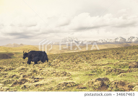 Yak in the front of tibetan mountains of China Yak in the front of tibetan mountains of China 34667463