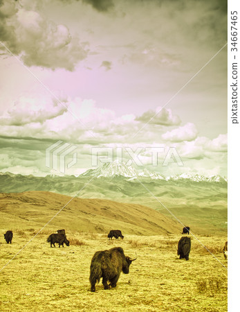 Yaks in the tibetan mountains of China Yaks in the tibetan mountains of China 34667465