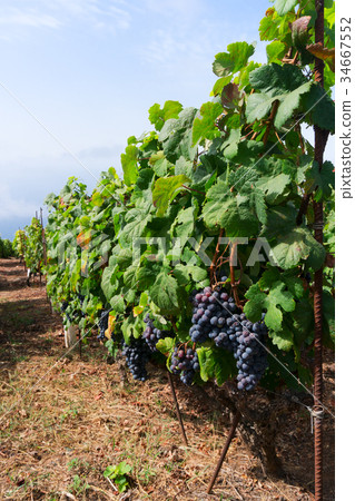 Vineyard Vineyard 34667552