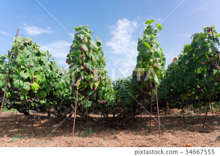 Vineyard 34667555