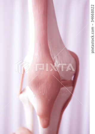 Human knee joint meniscus model 34668022