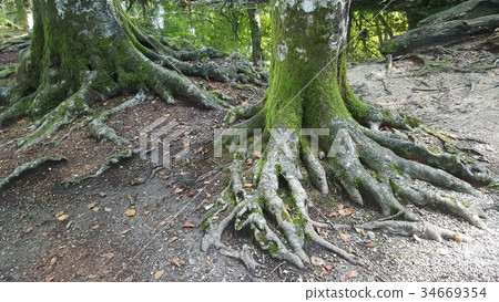 big roots on the ground between the lakes, the for big roots on the ground between the lakes, the for 34669354