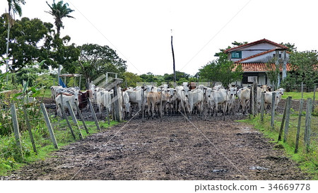 Zebu in Estancia. Bolivia, south America. 34669778