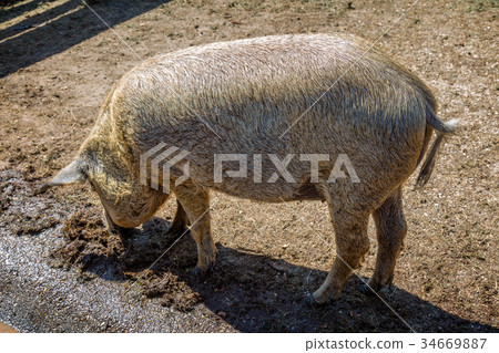 Typical and special Hungarian pig specie Typical and special Hungarian pig specie 34669887