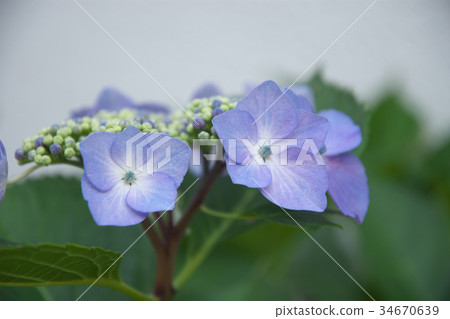 繡球 34670639