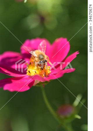 Cosmos and Bees Cosmos Cosmos Listed Plateau 和泉市 鹿兒島縣 34670674