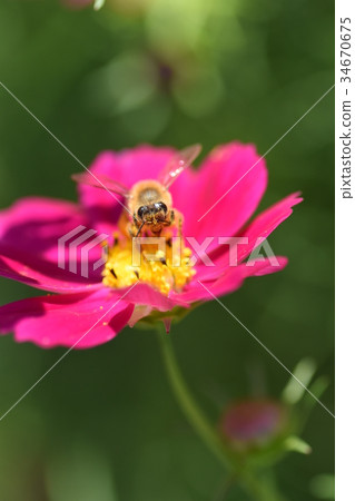 Cosmos and Bees Cosmos Cosmos Listed Plateau Izumi City Kagoshima Prefecture 34670675