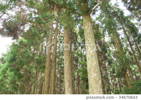 Cedar forest Cedar forest 34670683