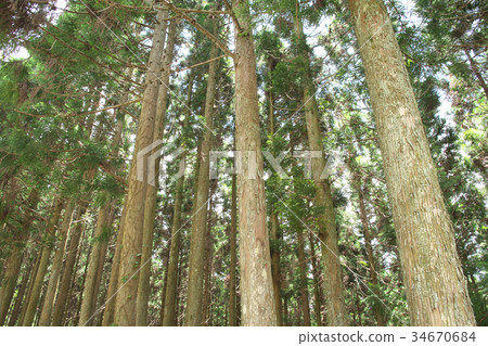 Cedar forest Cedar forest 34670684