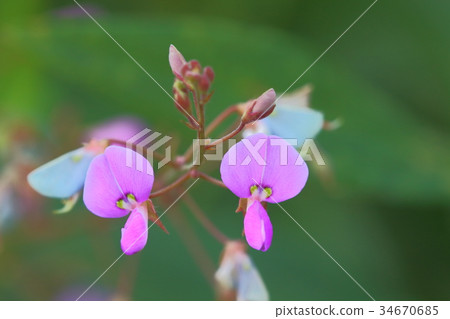 Hagi flower Hagi flower 34670685