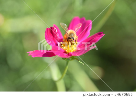 Cosmos and Bees Cosmos Cosmos Listed Plateau Izumi City Kagoshima Prefecture 34670695