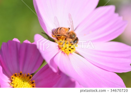 Cosmos and Bees Cosmos Cosmos Listed Plateau 和泉市 鹿兒島縣 Cosmos and Bees Cosmos Cosmos Listed Plateau 和泉市 鹿兒島縣 34670720