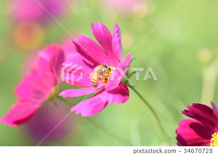 Cosmos and Bees Cosmos Cosmos Listed Plateau Izumi City Kagoshima Prefecture 34670728