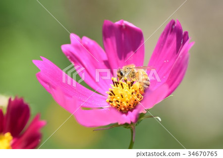Cosmos and Bees Cosmos Cosmos Autumn Listed Plateau Izumi City Kagoshima Prefecture 34670765