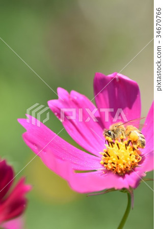Cosmos and Bees Cosmos Cosmos Listed Plateau Izumi City Kagoshima Prefecture 34670766
