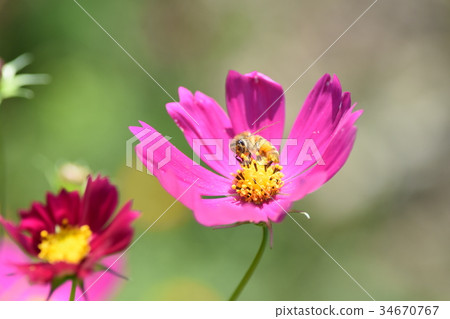 Cosmos and Bees Cosmos Cosmos Listed Plateau Izumi City Kagoshima Prefecture Cosmos and Bees Cosmos Cosmos Listed Plateau Izumi City Kagoshima Prefecture 34670767