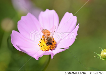 Cosmos and Bees Cosmos Cosmos Listed Plateau Izumi City Kagoshima Prefecture Cosmos and Bees Cosmos Cosmos Listed Plateau Izumi City Kagoshima Prefecture 34670768