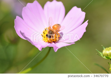 Cosmos and Bees Cosmos Kosumosu Autumn Bees Takaono Town Izumi City Kagoshima Prefecture Cosmos and Bees Cosmos Kosumosu Autumn Bees Takaono Town Izumi City Kagoshima Prefecture 34670770