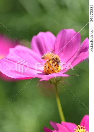 Cosmos and Bees Cosmos Kosmose Autumn Bees Honey Bees Honey 34670822
