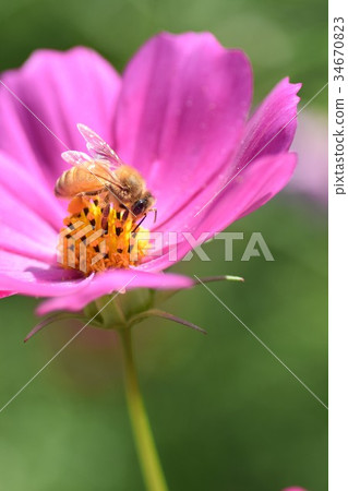 Cosmos and Bees Cosmos Kosmose Autumn Bees Honey Bees Honey Cosmos and Bees Cosmos Kosmose Autumn Bees Honey Bees Honey 34670823