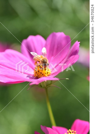 Cosmos and Bees Cosmos Kosmose Autumn Bees Honey Bees Honey 34670824