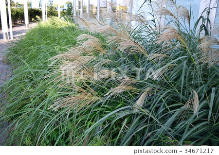 Susuki Susuki 34671217