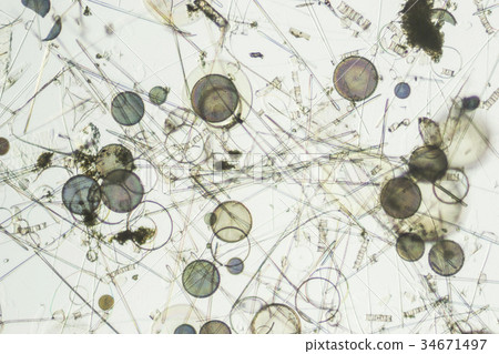 海洋矽藻的生物模式 海洋矽藻的生物模式 34671497