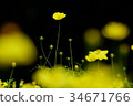  Kivanacosmos 34671766