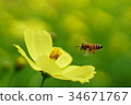Cosmos and bees 34671767