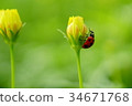 Cosmos and ladybird 34671768