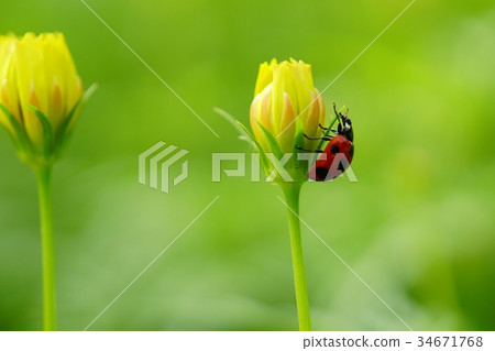 Cosmos and ladybird Cosmos and ladybird 34671768