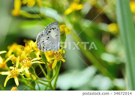 白紋琉璃小灰蝶、白紋琉灰蝶 (Celatoxia marginata) 白紋琉璃小灰蝶、白紋琉灰蝶 (Celatoxia marginata) 34672014