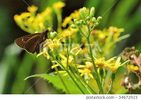 Black-striped butterfly, butterfly, and butterfly (Caltoris cahira austeni) Black-striped butterfly, butterfly, and butterfly (Caltoris cahira austeni) 34672015