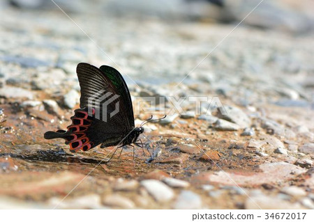 Papilio hoppo recaptures swallowtail butterfly; Shuanghuan swallowtail butterfly, Beipu swallowtail butterfly, heavy moon pattern Papilio hoppo recaptures swallowtail butterfly; Shuanghuan swallowtail butterfly, Beipu swallowtail butterfly, heavy moon pattern 34672017