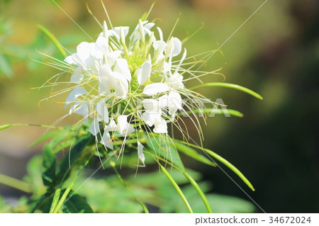 Flower of Creme Flower of Creme 34672024