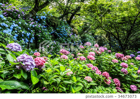 Yada Temple hydrangea garden 34673073