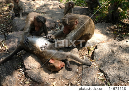 和家人一起鑿 34673318