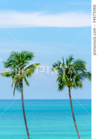 Two palm trees Two palm trees 34675066
