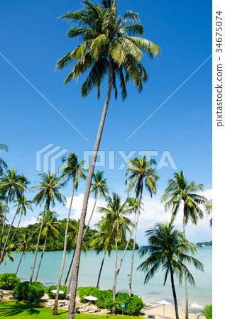 plams tree blue sky plams tree blue sky 34675074
