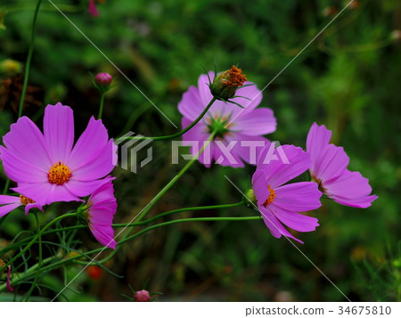 波斯菊花 34675810