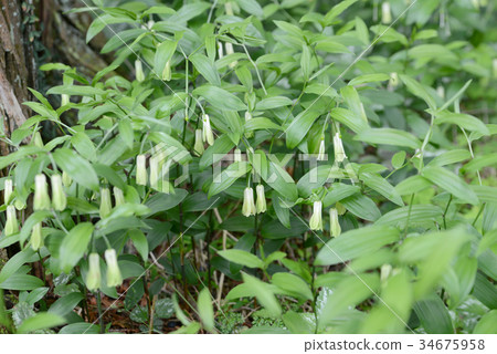 豐察莊 豐察莊 34675958