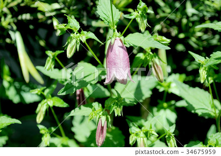 螢火蟲刷 螢火蟲刷 34675959